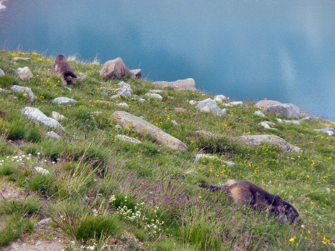 Aiguille de la Vanoise (99).jpg - Les marmottes locales peu farouches